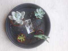 Succulent Newbie please help!