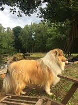 Rough Collie Puppy name