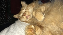 Cat chat thread we've lost count