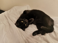 Show me your rescue cat, pleeease!