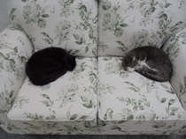 Week 3 - Jan '21 Low Carb Bootcamp - time for Light?