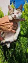 Anyone have experience with visually impaired/blind cats?