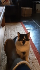 I’m finally going to get a cat!
