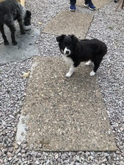 New border collie pup worries