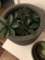 Houseplant ID please