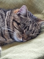 Show me your rescue cat, pleeease!