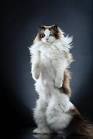 To ask my neighbours to stop meowing out of the window? (Lighthearted I think??)