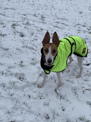 Your dogs in the snow