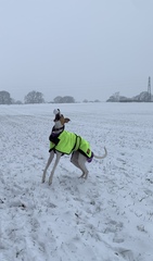 Your dogs in the snow