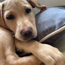 Let’s have a pet picture thread
