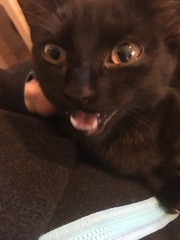 Kitten poorly after spay