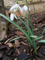 Spring is coming. Anyone else want to look at cheery photos?