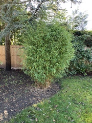 Gardening chat