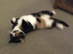 ‘Stray cat’ advice