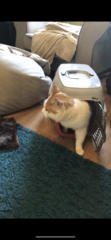 I’m finally going to get a cat!