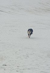 Atypical collie