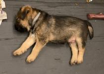 Puppy Survival Thread - January - February