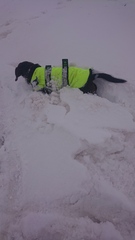 Your dogs in the snow