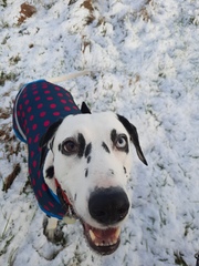 Your dogs in the snow