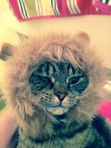 To have just bought a cat jumper. For my cat.