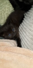 My cat has died