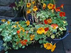 Planting flowers/herbs/food with kids - where to start?!