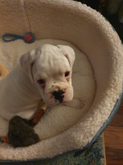 Puppy Survival Thread - January - February
