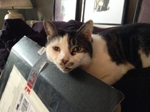 Show me your rescue cat, pleeease!