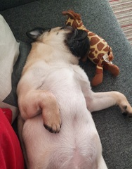 Puppy Survival Thread - January - February