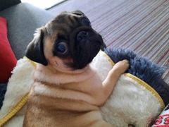 Puppy Survival Thread - January - February