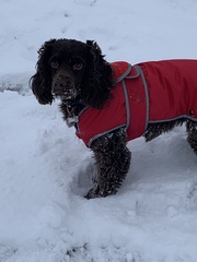 Your dogs in the snow