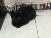 I’m finally going to get a cat!