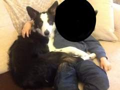 Atypical collie