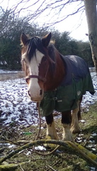 Snow Photos