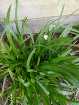 Plant ID please