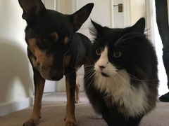 Dog PTS tonight - I am devastated