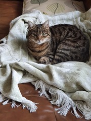 Show me your rescue cat, pleeease!