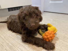 Puppy Survival Thread - January - February