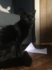 Kitten poorly after spay
