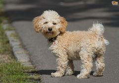 Advice about buying a puppy