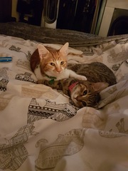 Let’s have a pet picture thread