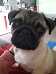 Puppy Survival Thread - January - February