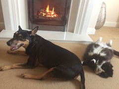 Dog PTS tonight - I am devastated