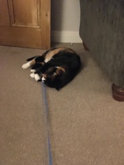 ‘Stray cat’ advice
