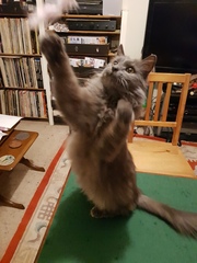 Cat chat thread the umpteenth - the Café is open all welcome