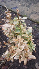 Help what's happened to my Euonymus