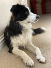I love my dog
