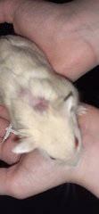 Dwarf hamster losing fur