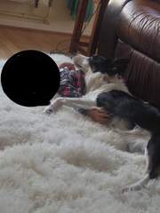 Atypical collie