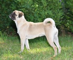 Considering getting a pug puppy - any advice?